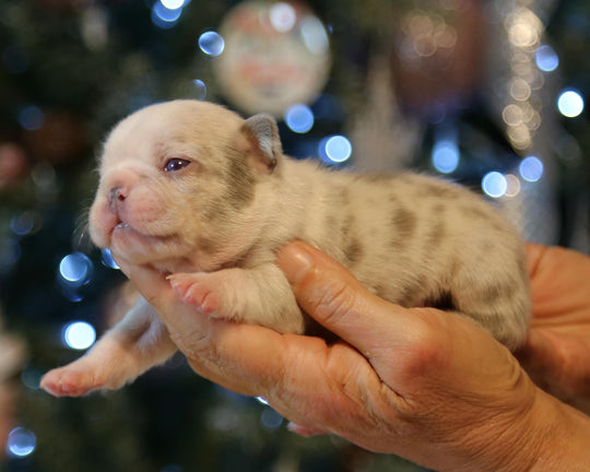 ❄️ BLIZZARD  Grey Merle Frenchie Female | Polar Blue Eyes
