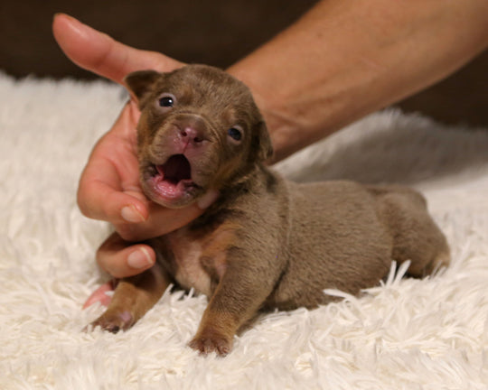 👑  Queenie -  Lilac Tri Female