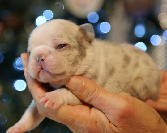 ❄️ BLIZZARD  Grey Merle Frenchie Female | Polar Blue Eyes