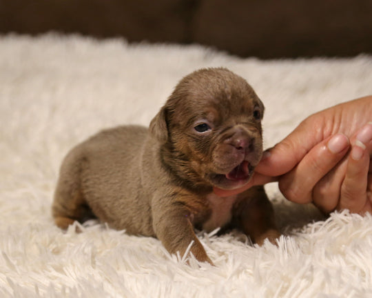 👑  Queenie -  Lilac Tri Female