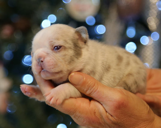 ❄️ BLIZZARD  Grey Merle Frenchie Female | Polar Blue Eyes