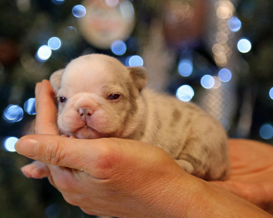 ❄️ BLIZZARD  Grey Merle Frenchie Female | Polar Blue Eyes