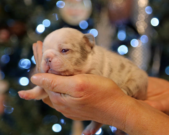 ❄️ BLIZZARD  Grey Merle Frenchie Female | Polar Blue Eyes
