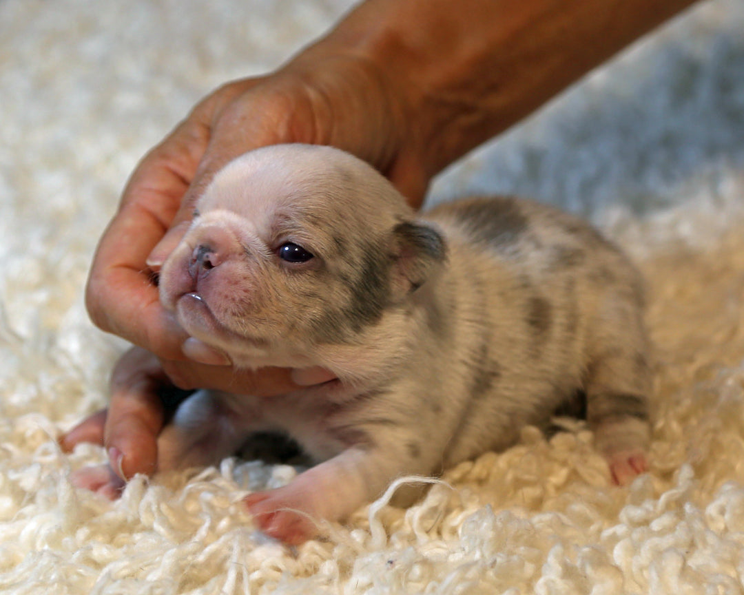 ❄️ BLIZZARD  Grey Merle Frenchie Female | Polar Blue Eyes