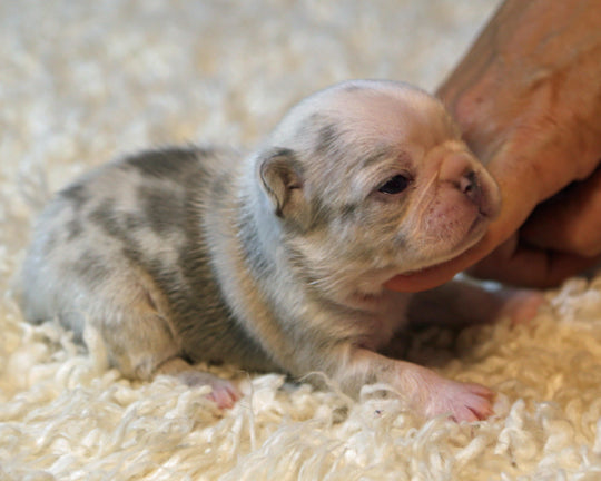 ❄️ BLIZZARD  Grey Merle Frenchie Female | Polar Blue Eyes
