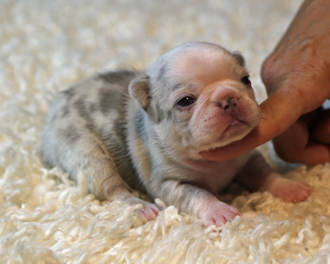 ❄️ BLIZZARD  Grey Merle Frenchie Female | Polar Blue Eyes