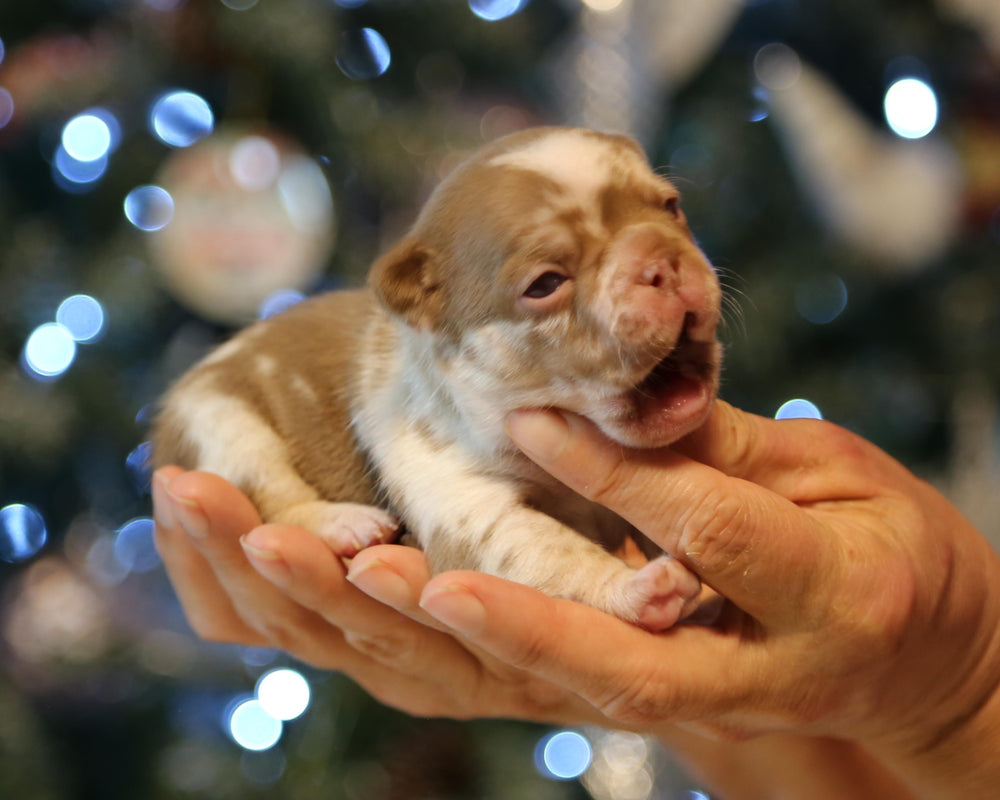 ❄️ NYX  Rojo & Chocolate Merle Frenchie Female | Polar Blue Eyes