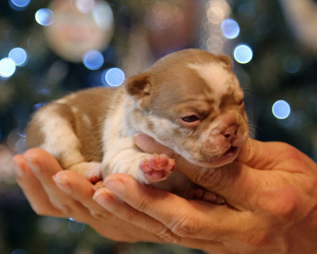 ❄️ NYX  Rojo & Chocolate Merle Frenchie Female | Polar Blue Eyes
