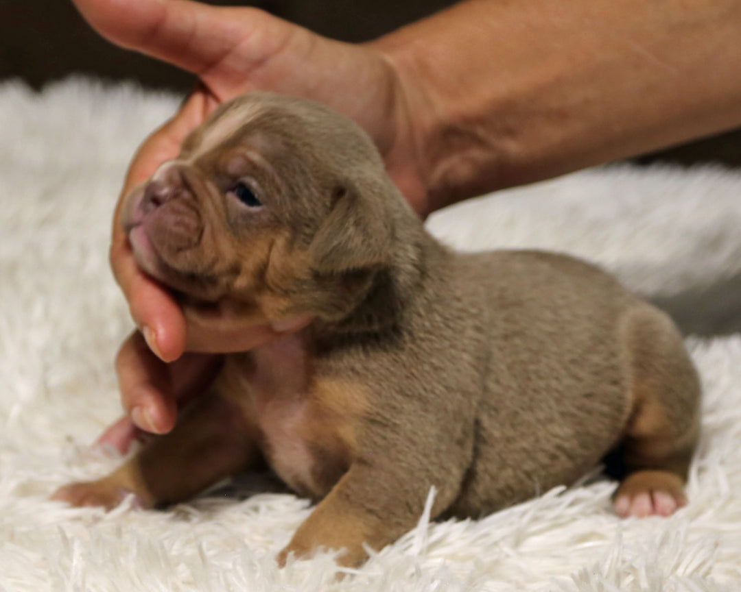 👑  Sovereign -  Lilac Tri Female