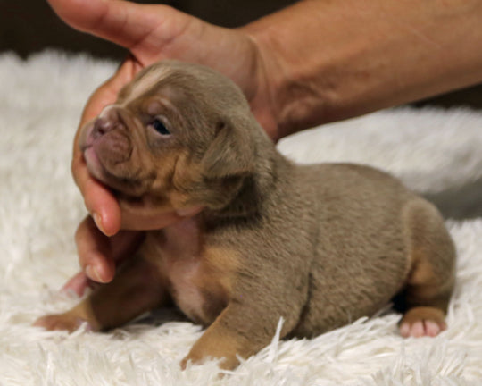 👑  Sovereign -  Lilac Tri Female