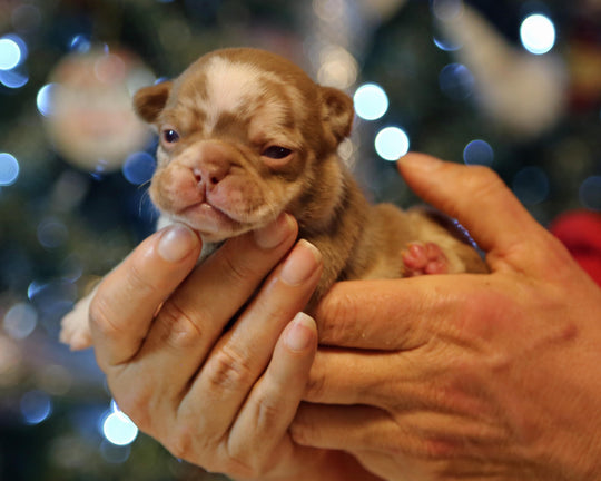 ❄️ NYX  Rojo & Chocolate Merle Frenchie Female | Polar Blue Eyes