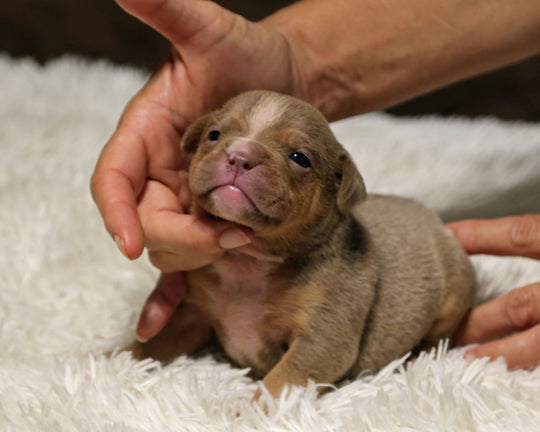 👑  Sovereign -  Lilac Tri Female