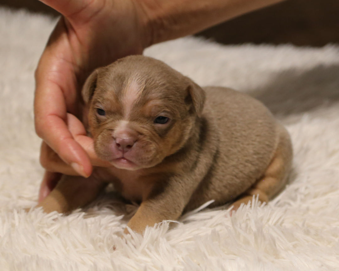 👑  Sovereign -  Lilac Tri Female