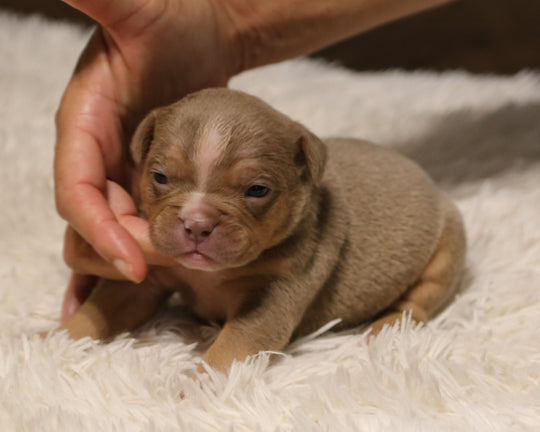 👑  Sovereign -  Lilac Tri Female