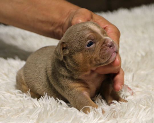 👑  Sovereign -  Lilac Tri Female