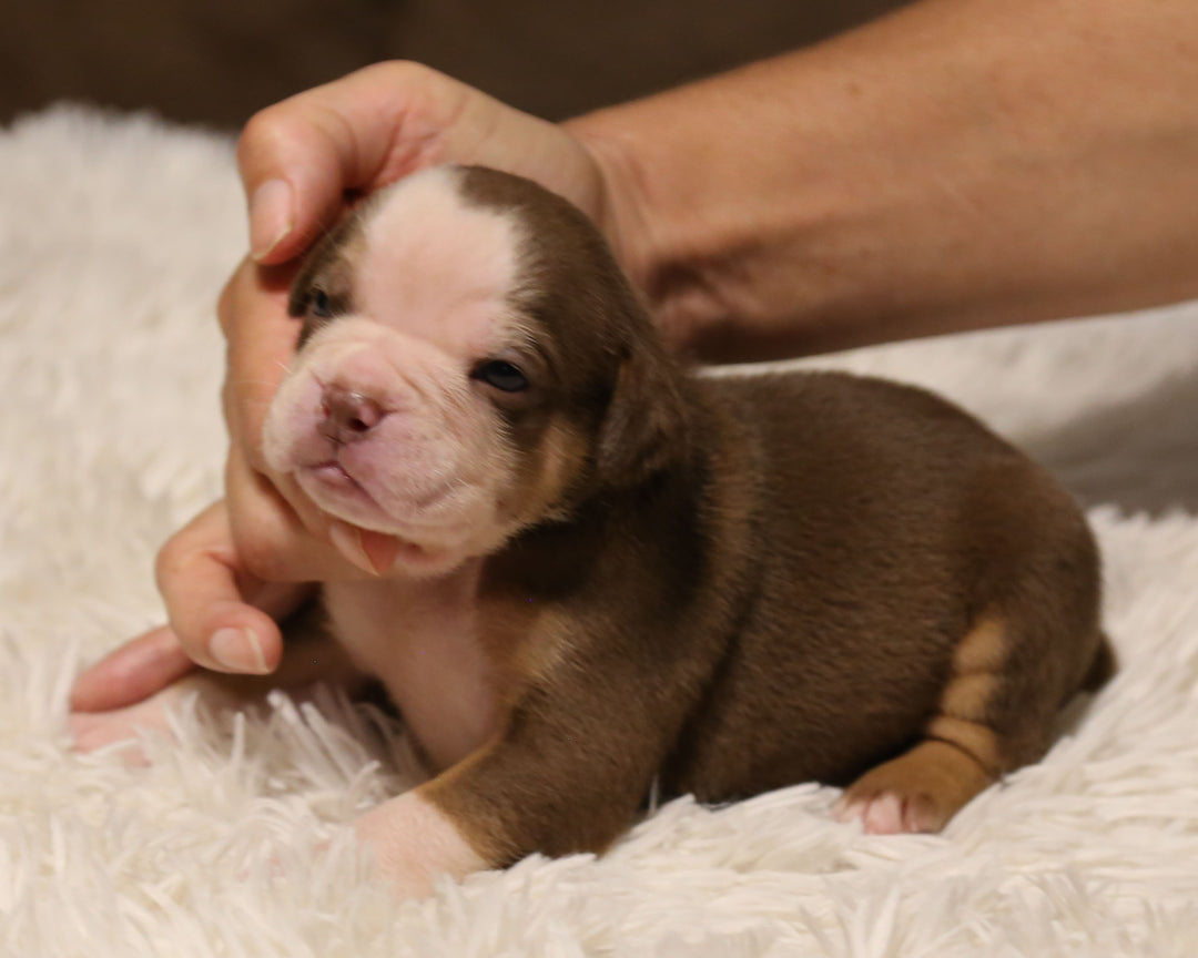 👑  Windsor -  Chocolate & White Female