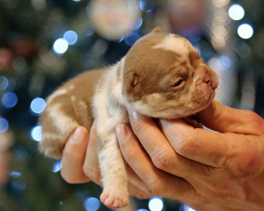 ❄️ NYX  Rojo & Chocolate Merle Frenchie Female | Polar Blue Eyes