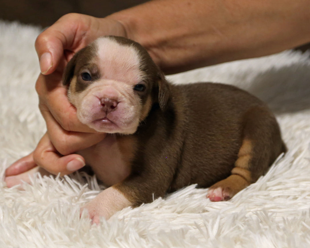 👑  Windsor -  Chocolate & White Female