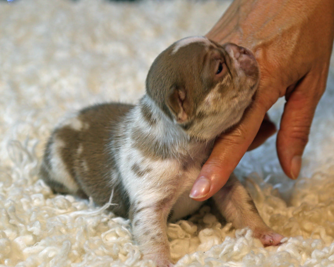 ❄️ NYX  Rojo & Chocolate Merle Frenchie Female | Polar Blue Eyes