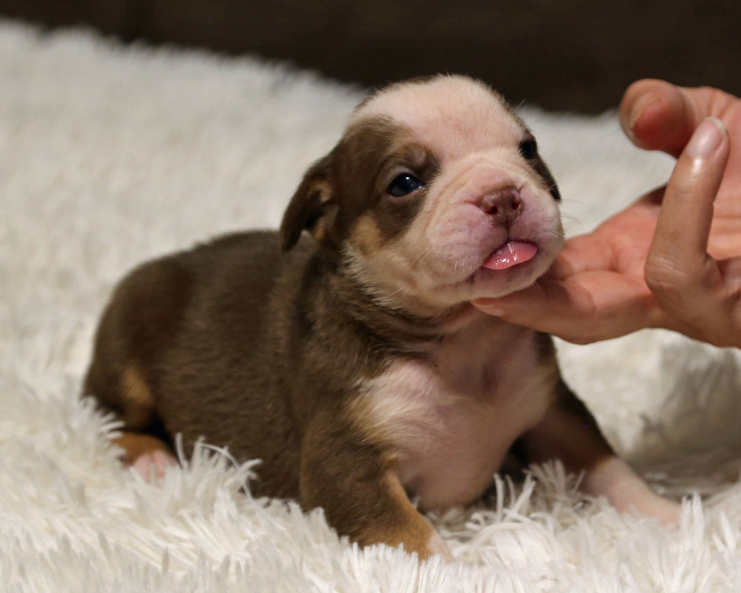 👑  Windsor -  Chocolate & White Female