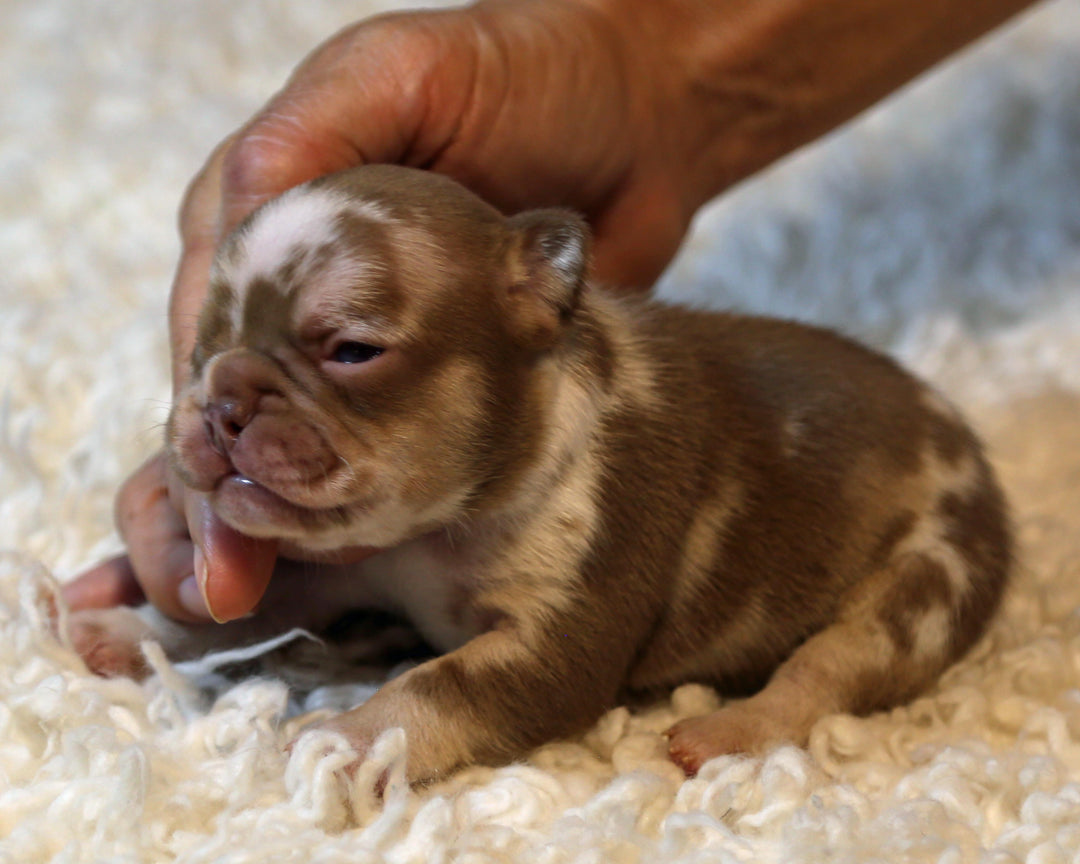 ❄️ NYX  Rojo & Chocolate Merle Frenchie Female | Polar Blue Eyes