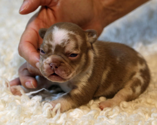 ❄️ NYX  Rojo & Chocolate Merle Frenchie Female | Polar Blue Eyes