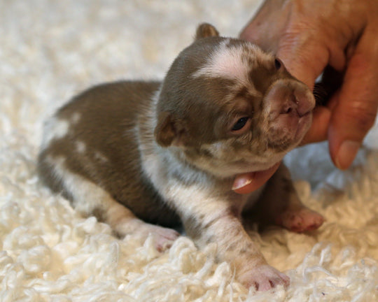 ❄️ NYX  Rojo & Chocolate Merle Frenchie Female | Polar Blue Eyes