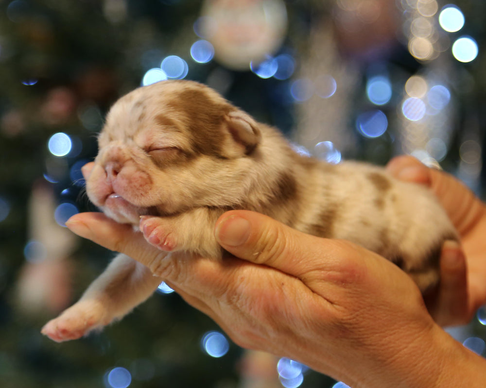 ❄️ TUNDRA  Multi-Tone Merle Frenchie Female | Polar Blue Eyes
