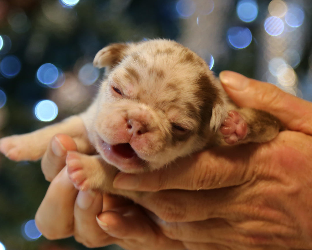❄️ TUNDRA  Multi-Tone Merle Frenchie Female | Polar Blue Eyes