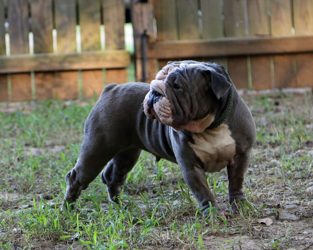 BLUE VELVET IS AVAILABLE, Exceptional Blue English Bulldog, Female