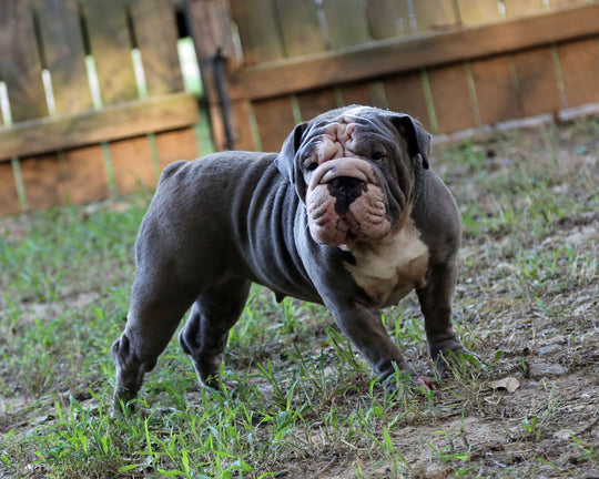 BLUE VELVET IS AVAILABLE, Exceptional Blue English Bulldog, Female