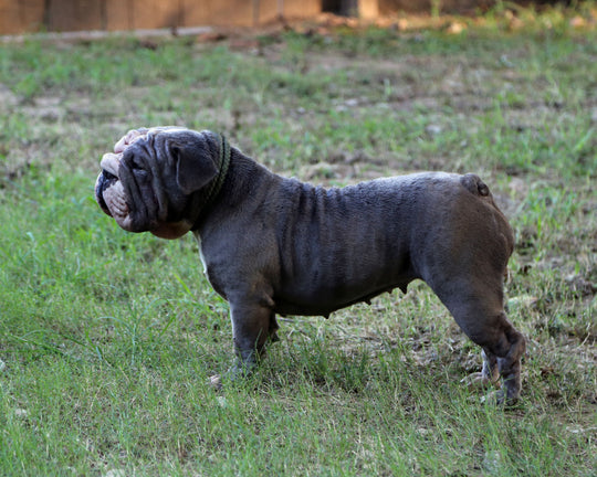 BLUE VELVET IS AVAILABLE, Exceptional Blue English Bulldog, Female