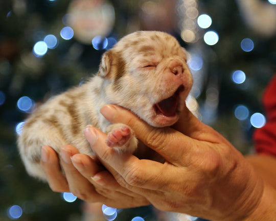 ❄️ TUNDRA  Multi-Tone Merle Frenchie Female | Polar Blue Eyes