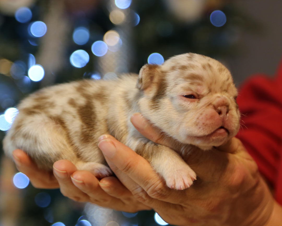 ❄️ TUNDRA  Multi-Tone Merle Frenchie Female | Polar Blue Eyes