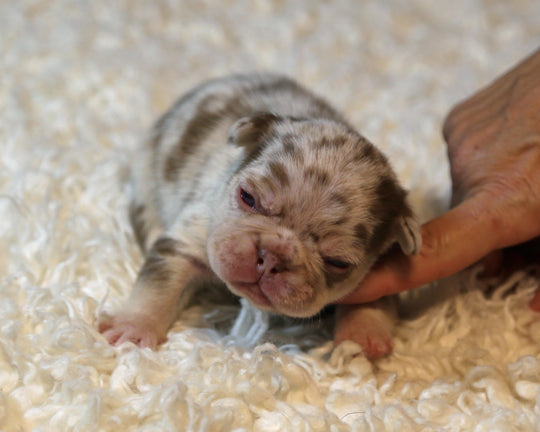 ❄️ TUNDRA  Multi-Tone Merle Frenchie Female | Polar Blue Eyes