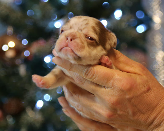 ❄️ TUNDRA  Multi-Tone Merle Frenchie Female | Polar Blue Eyes