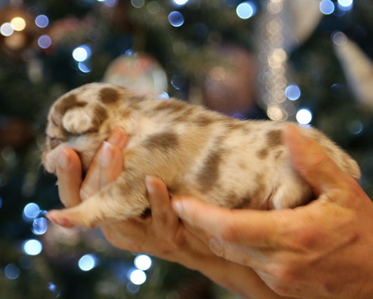 ❄️ TUNDRA  Multi-Tone Merle Frenchie Female | Polar Blue Eyes