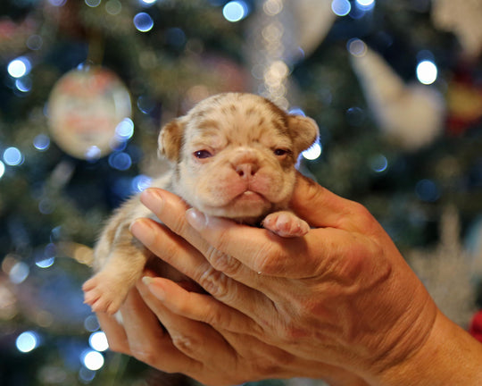 ❄️ TUNDRA  Multi-Tone Merle Frenchie Female | Polar Blue Eyes
