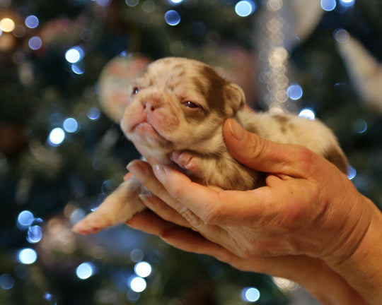 ❄️ TUNDRA  Multi-Tone Merle Frenchie Female | Polar Blue Eyes