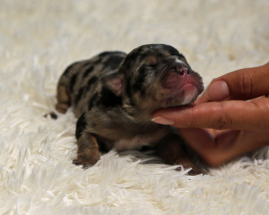 JOLENE — Blue Merle Tri Female English Bulldog