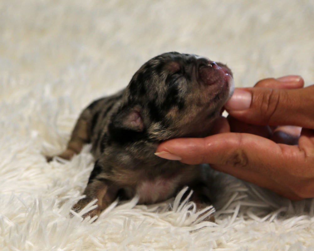 JOLENE — Blue Merle Tri Female English Bulldog