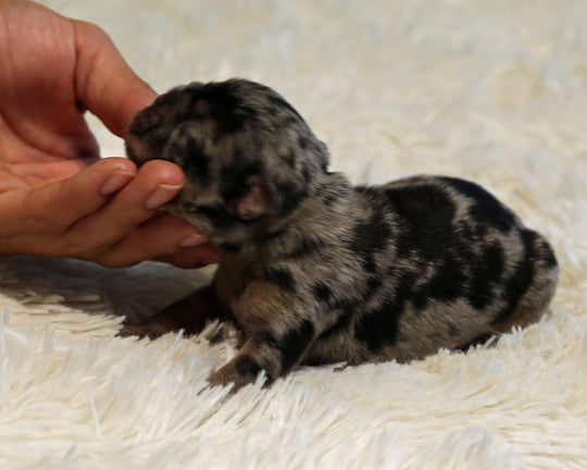 JOLENE — Blue Merle Tri Female English Bulldog