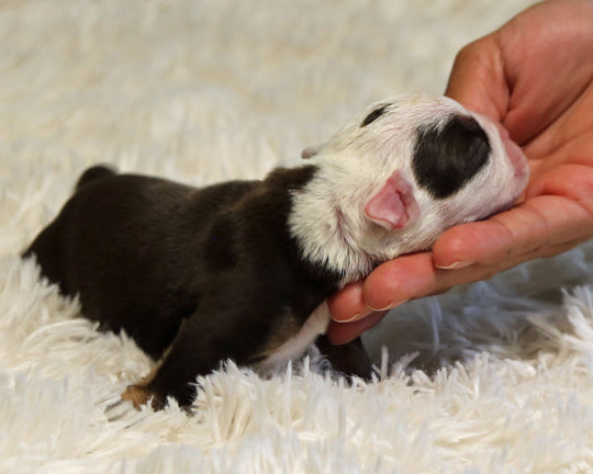 GAGA — Chocolate Tri Female English Bulldog, One Eye Patch ***RESERVED***