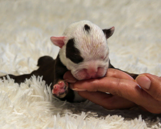 GAGA — Chocolate Tri Female English Bulldog, One Eye Patch ***RESERVED***