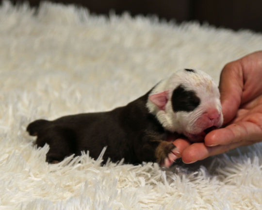 GAGA — Chocolate Tri Female English Bulldog, One Eye Patch ***RESERVED***