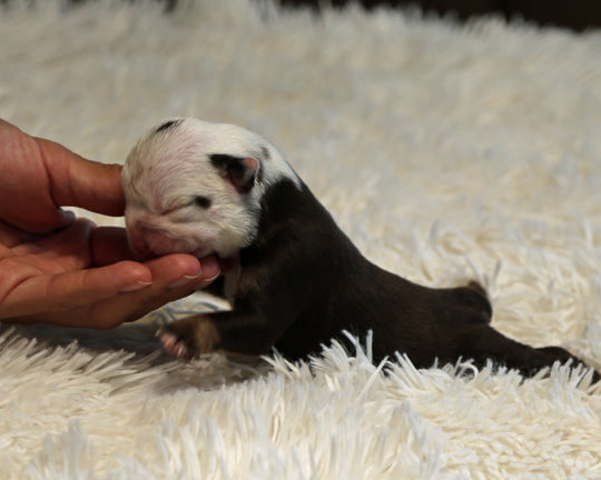 GAGA — Chocolate Tri Female English Bulldog, One Eye Patch ***RESERVED***