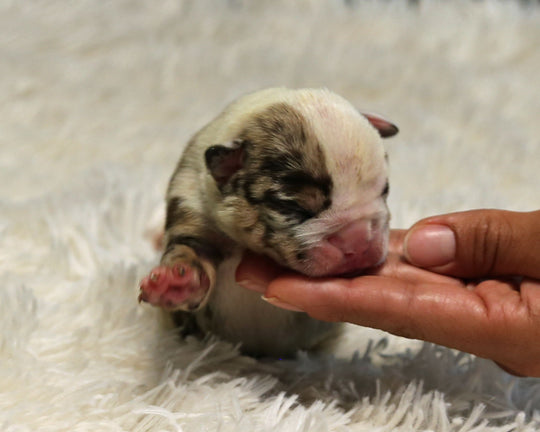 HENDRIX — Chocolate Merle Tri Male English Bulldog