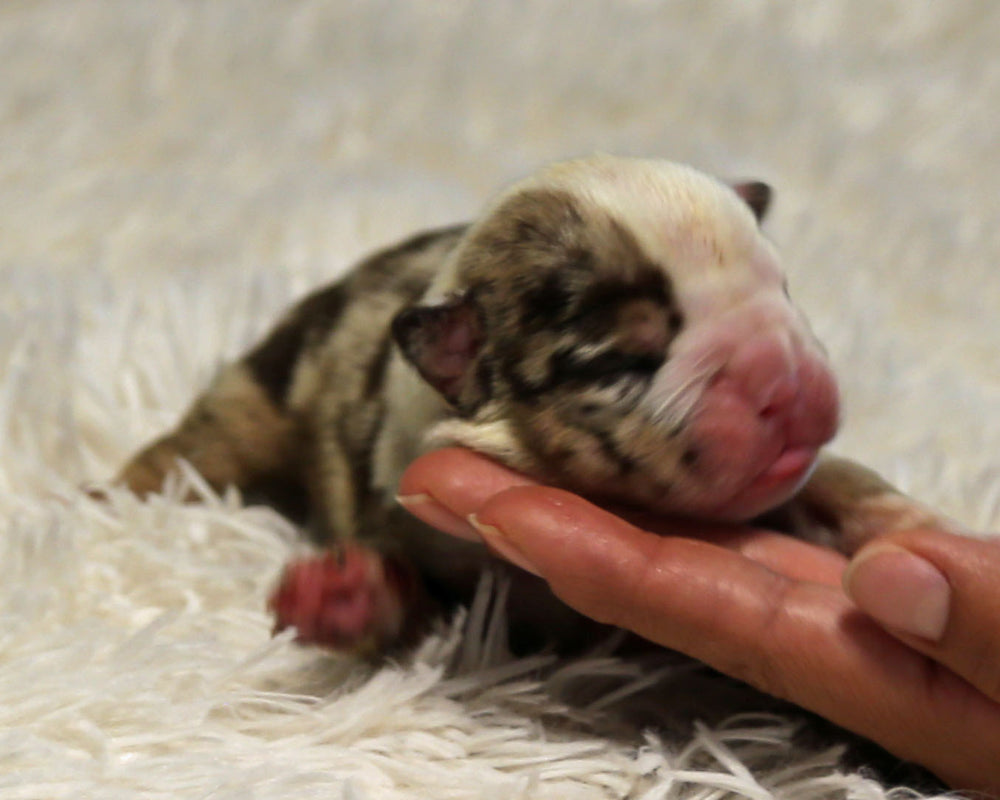 HENDRIX — Chocolate Merle Tri Male English Bulldog