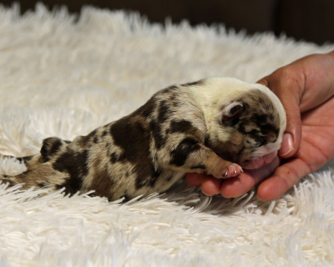 HENDRIX — Chocolate Merle Tri Male English Bulldog