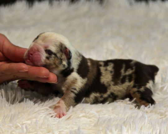 HENDRIX — Chocolate Merle Tri Male English Bulldog